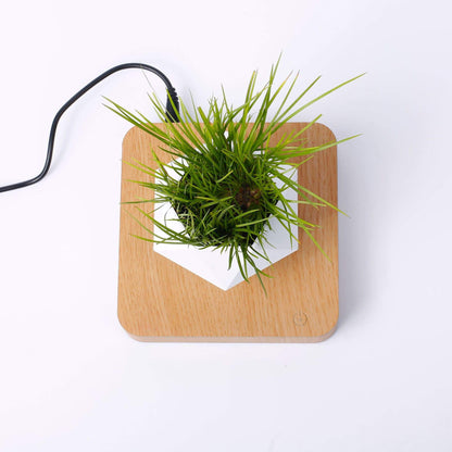 Magnetic levitation Floating air Bonsai creative ornaments Rotation potted plant Suspension Flower Pot Home Desk Decor