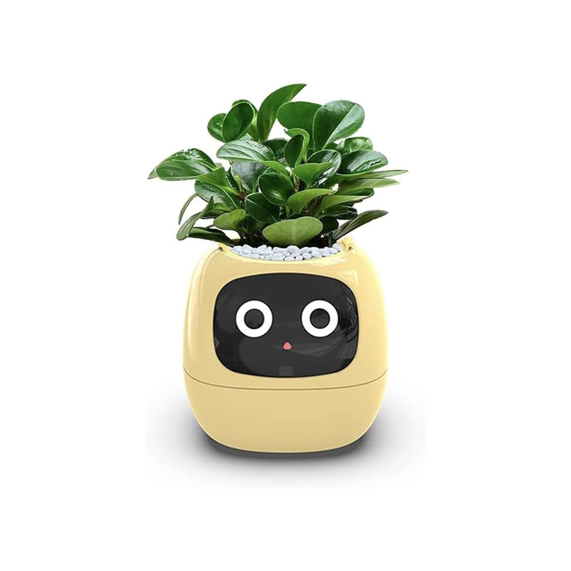 Smart Flowerpot